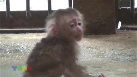 babyailien|poor baby monkey alien baby.
